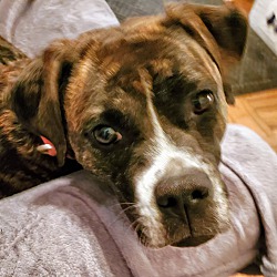 Photo of Sweet Pea