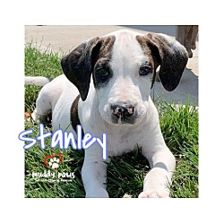 Photo of Beagle Litter: Stanley