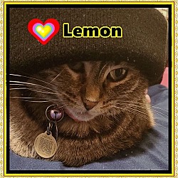 Thumbnail photo of Lemon #3