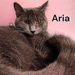 Photo of Aria