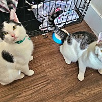 adopt a pet