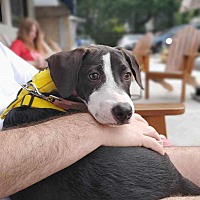 adopt a pet