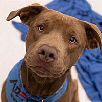 adopt a pet