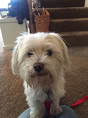 Dayton Oh Maltese Meet Mayson A Pet For Adoption