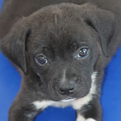Thumbnail photo of Fenway **ADOPTED** #1