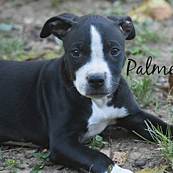 Thumbnail photo of Palmer ~ adopted! #1