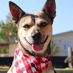 Shiba Inu Puppies For Sale In Seattle Washington Adoptapetcom