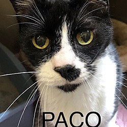 Thumbnail photo of Paco #2