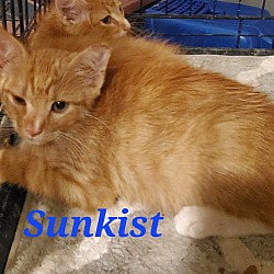 Photo of Sunkist