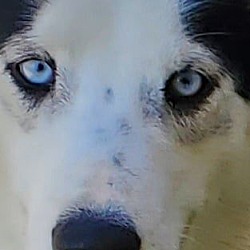Thumbnail photo of beautiful Nikita-Piebald breed #4