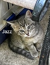 Photo of Jazz