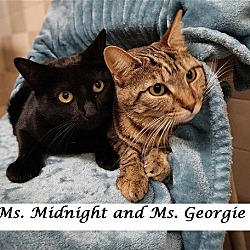 Thumbnail photo of Ms Midnight and Ms Georgie   Martinez PFE  May 25 #3