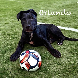 Thumbnail photo of Orlando #4