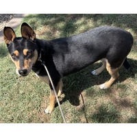 adopt-pet