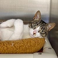 adopt a pet