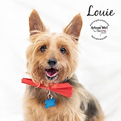 Thumbnail photo of Louie #2