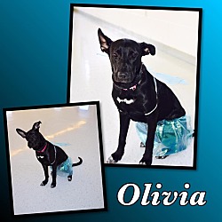 Thumbnail photo of Olivia - Pawsitive Direction #1