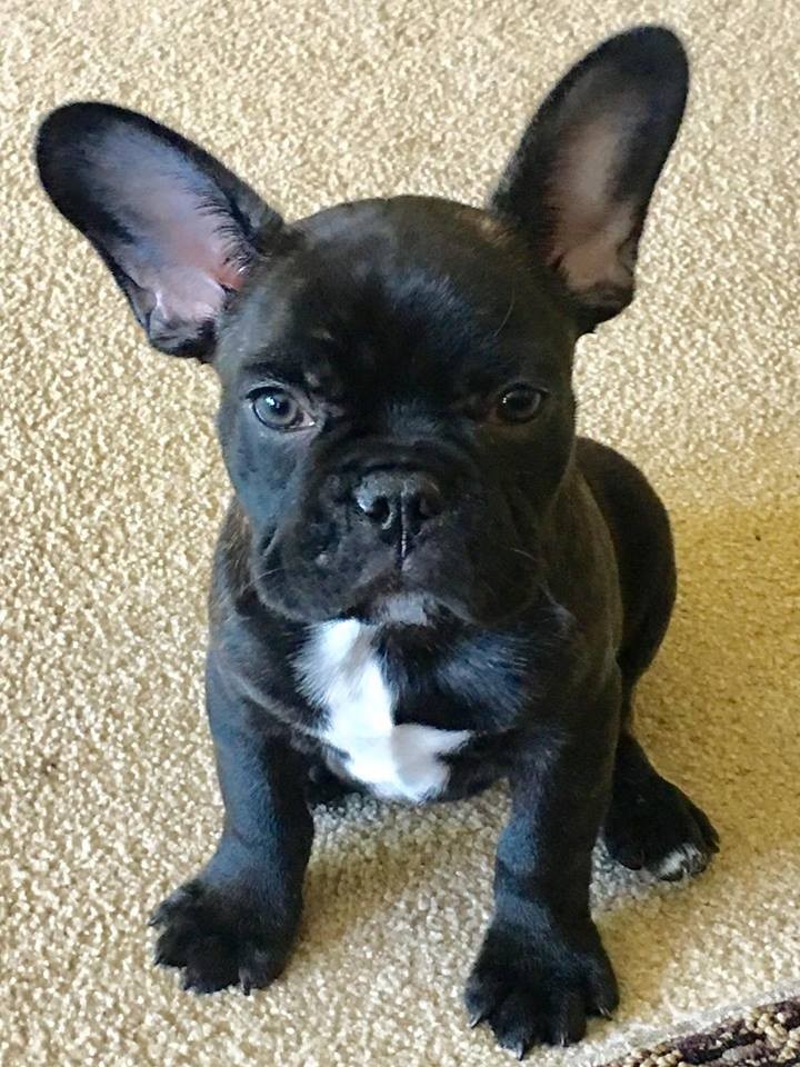 Columbus, OH - French Bulldog. Meet 