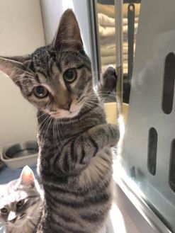 Adopt A Pet Petsmart Charities