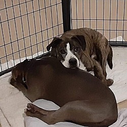 San Nicola Dog Rescue In Westminster Colorado