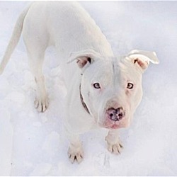 Photo of Lilac