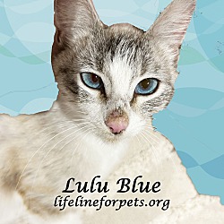 Photo of LULU BLUE