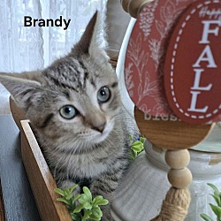 Thumbnail photo of Brandy (24-754) #3