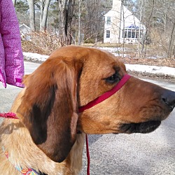 Thumbnail photo of Ruby - in Maine #3
