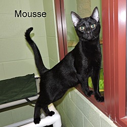 Thumbnail photo of Mousse #2
