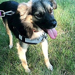 Thumbnail photo of Max 2-Adopted! #2