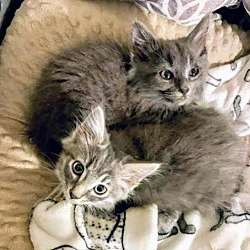 Maine Coons For Sale In Murfreesboro Tn Cats On Oodle Classifieds