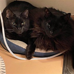 Thumbnail photo of Randall and Leto Bonded pair- Special needs #2
