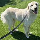 Adopt A Pet :: Winston Churchill - Escondido, CA