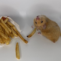 Photo of French Fry