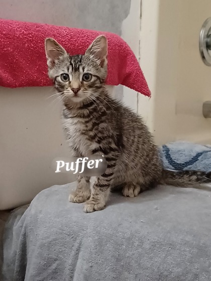 Photo of Puffer