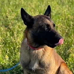 Photo of Scout - Located in Texas