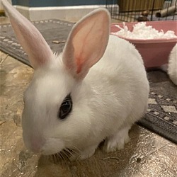 Thumbnail photo of Luna's Comet Rabbit KIT #2