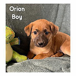 Photo of Orion KA