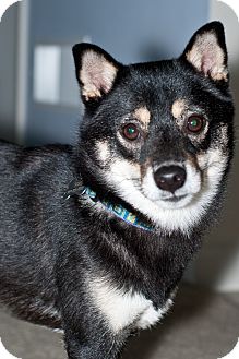 Lancaster Pa Shiba Inu Meet Roxy Silao A Pet For Adoption