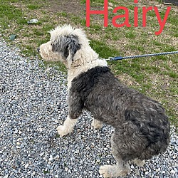 Thumbnail photo of Hairy #3