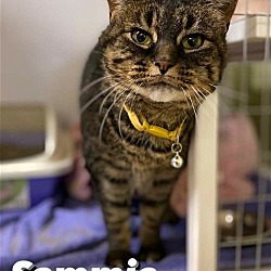 Thumbnail photo of Sammie ***Available For Adoption!*** #2