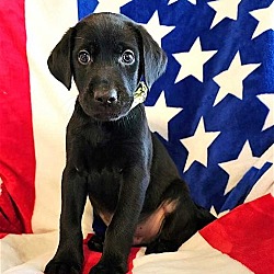 Photo of BLACK LAB MIX PUPPIES