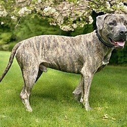 Photo of Bruce Plott Hound