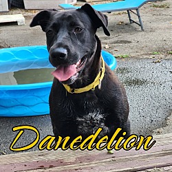 Thumbnail photo of Danedelion #3