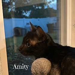 Thumbnail photo of Amity #4