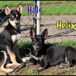 Thumbnail photo of Helix #3