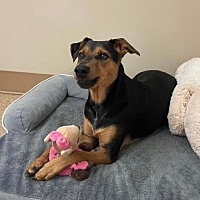 adopt a pet