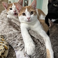 adopt a pet