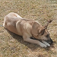 adopt-pet