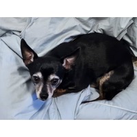 adopt-pet